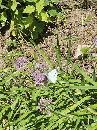 Asian Green-veined White