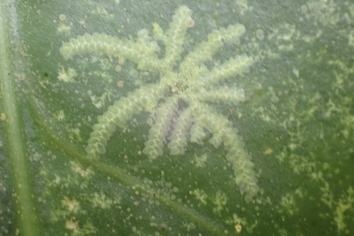 Cololejeunea planissima observed 2026-09-11