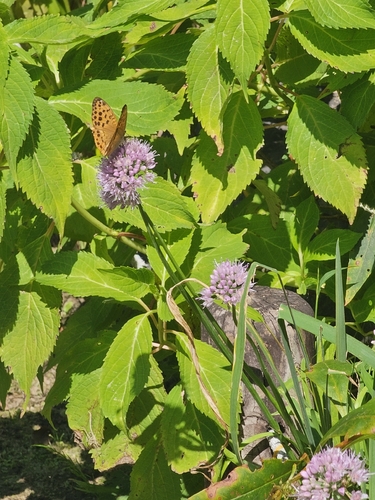 Pallas's Fritillary