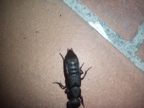 Devil's Coach Horse Beetle
