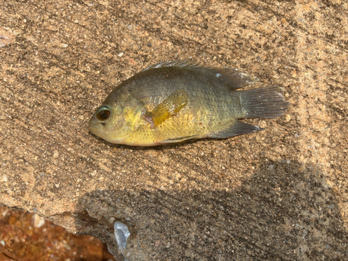 Malayan Leaffish