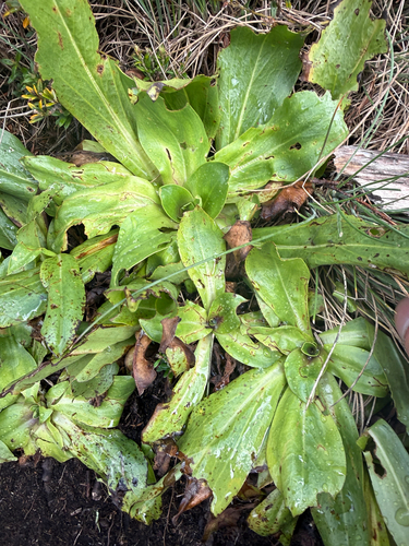 Podolepis robusta observed 2026-04-17