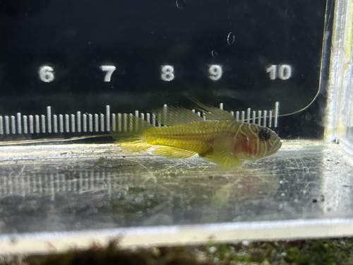 Priolepis observed 2026-09-13