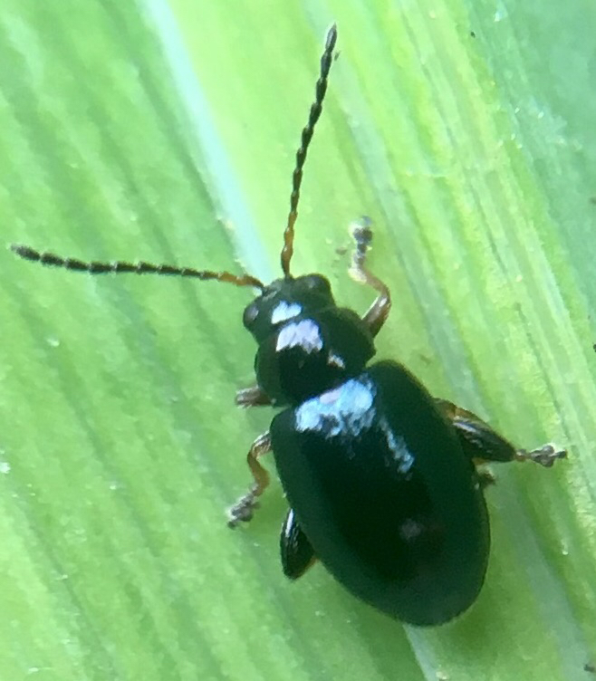 Iris Flea Beetle