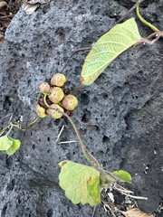 Camonea umbellata