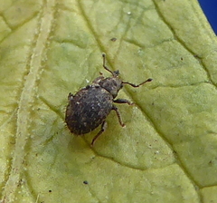 Entiminae
