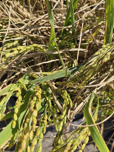 Atractomorpha lata