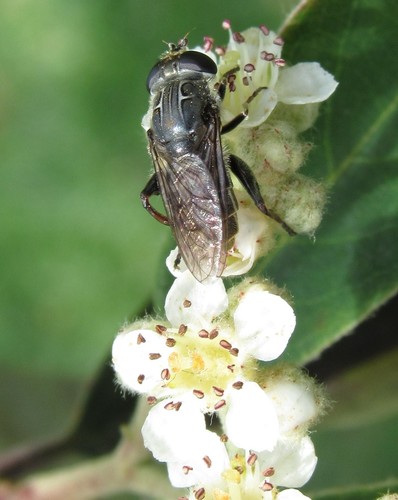 Southern Sickleleg