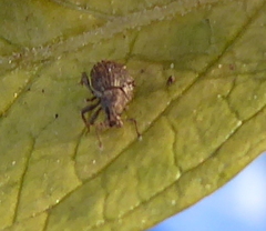 Entiminae