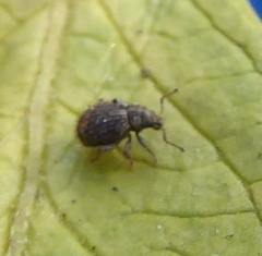 Entiminae