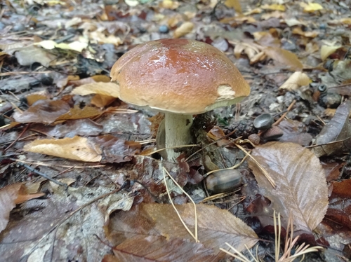 King Bolete