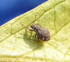 Entiminae