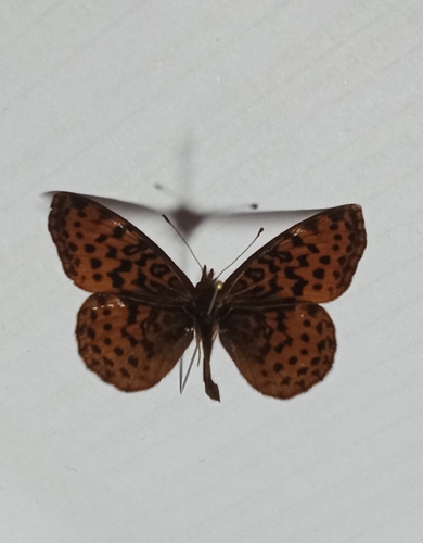 Meadow Fritillary