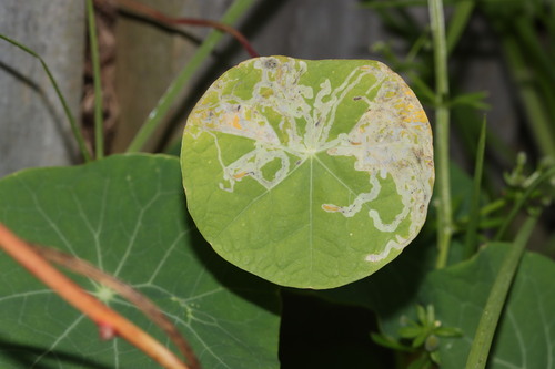 Liriomyza brassicae observed 2026-08-15