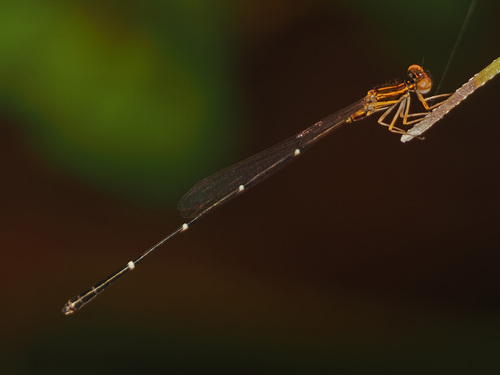 Orange-striped Threadtail photo 2