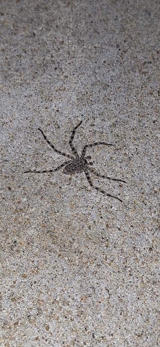 Selenops bursarius