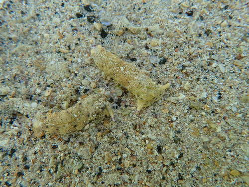 Plakobranchus ocellatus observed 2026-09-13