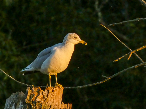 Ring-billed Gull