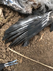 Corvus cornix