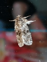 Callopistria latreillei