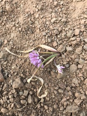 Allium siskiyouense