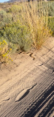 iNaturalist observation photo of Panamint Rattlesnake