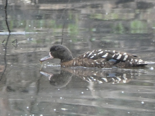 African Black Duck