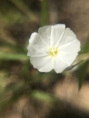 Evolvulus sericeus