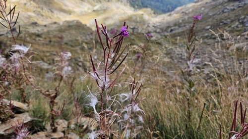 fireweed
