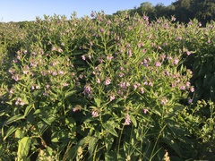 Symphytum × uplandicum