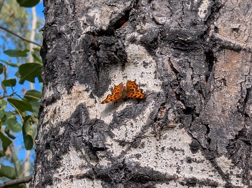 Satyr Comma
