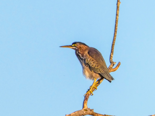 Green Heron