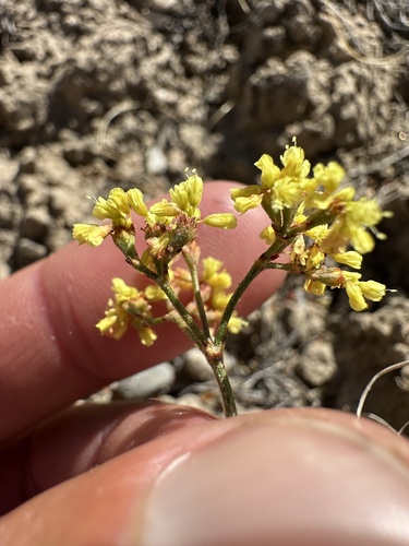 iNaturalist observation photo of Yellow-flowered Slender Buckwheat