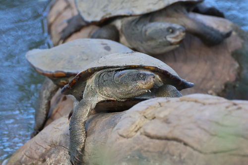 Eastern Saw-shelled Turtle