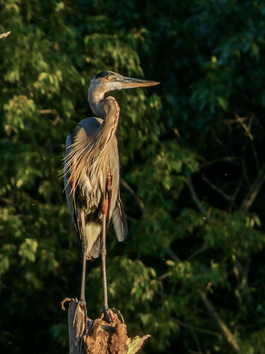 Great Blue Heron