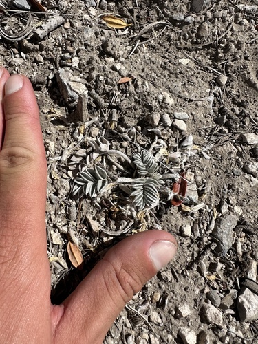 iNaturalist observation photo of milkvetches