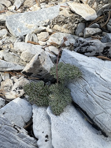 iNaturalist observation photo of Selineae