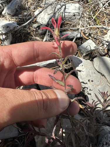 iNaturalist observation photo of Paintbrushes