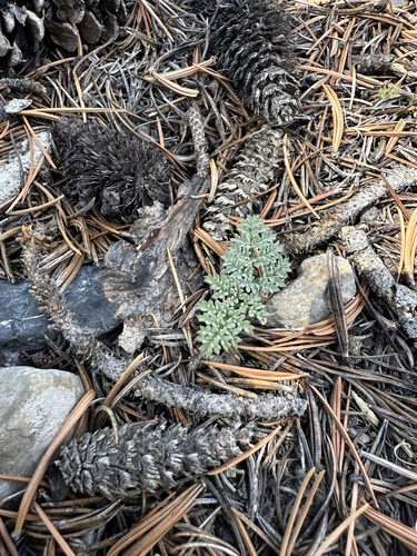 iNaturalist observation photo of Indian springparsley