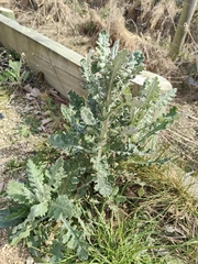 Senecio glomeratus, photograph (c) John Barkla, some rights reserved (CC BY)