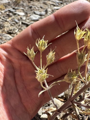 iNaturalist observation photo of Inyo frasera