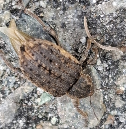 Clover Leaf Weevil