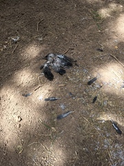 Corvus cornix