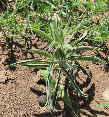 Thermopsis lanceolata, photograph 2