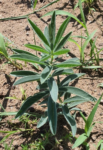 Thermopsis lanceolata, photograph 1
