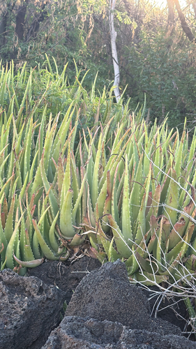 Aloe vera, 2026-09-13