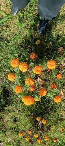 French marigold