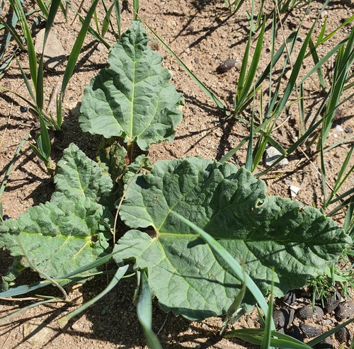 Rheum rhabarbarum, photograph 1
