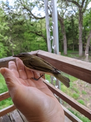 Leiothlypis peregrina