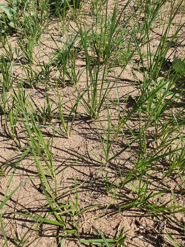 Carex duriuscula, photograph 2